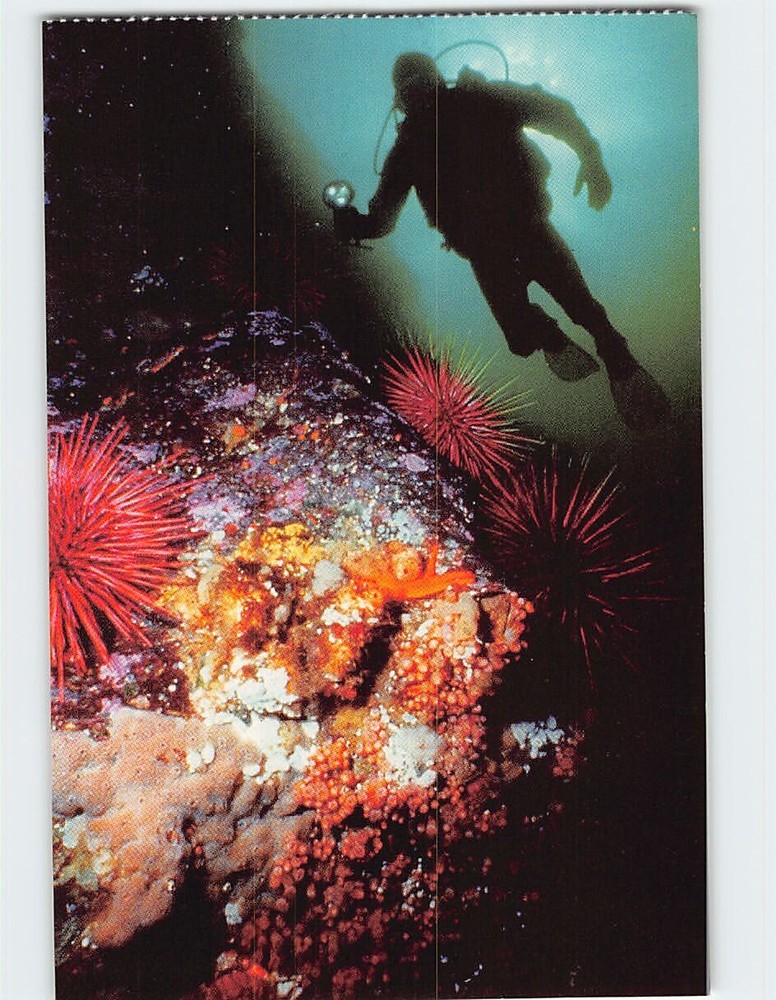 Postcard Diving Scene Waters of Nanaimo British Columbia Canada