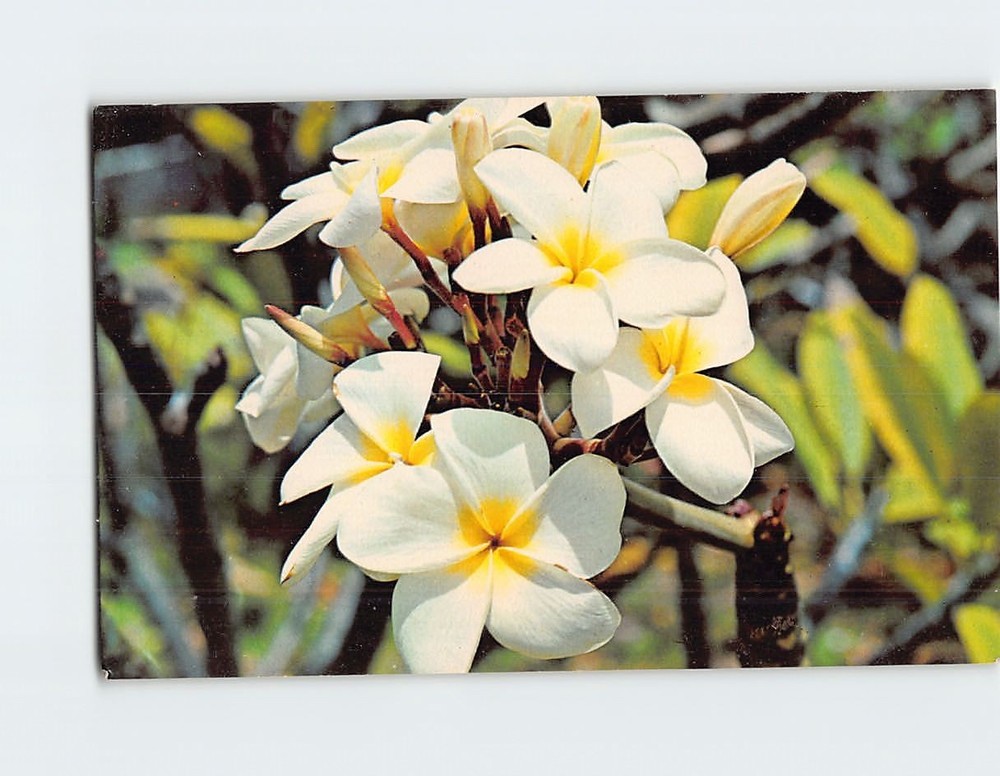 Postcard Plumeria Blossoms
