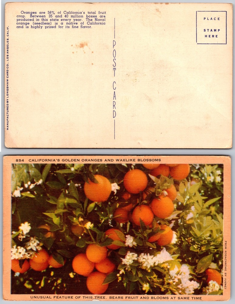 California Oranges Blossoms Postcard