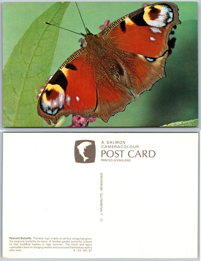 Peacock Butterfly Postcard