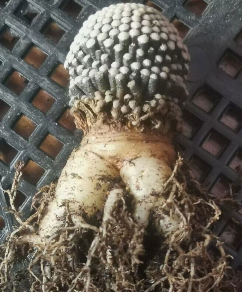2PCS RareSucculent Plant Mammillaria luethyi Random SelfRooted 1-2cm
