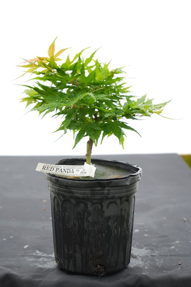 Acer palmatum Red Panda™ Rare Red Dwarf Mikawa Family Japanese Maple 1 Gallon-image