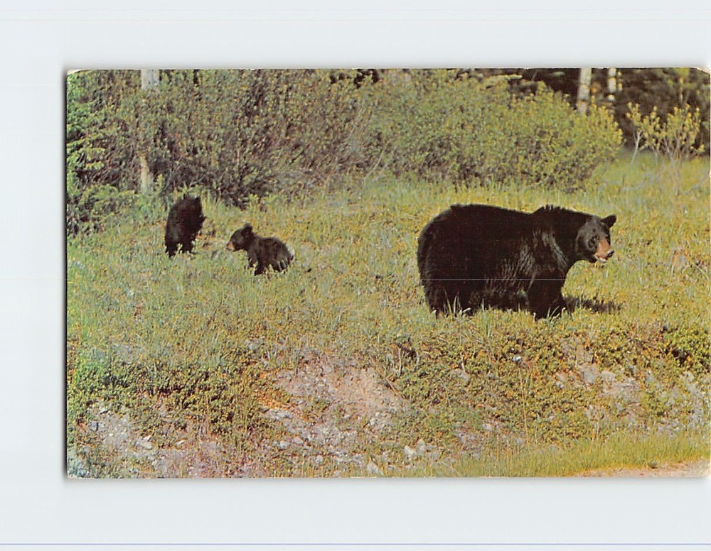 Postcard Mother Black Bear & Cubs