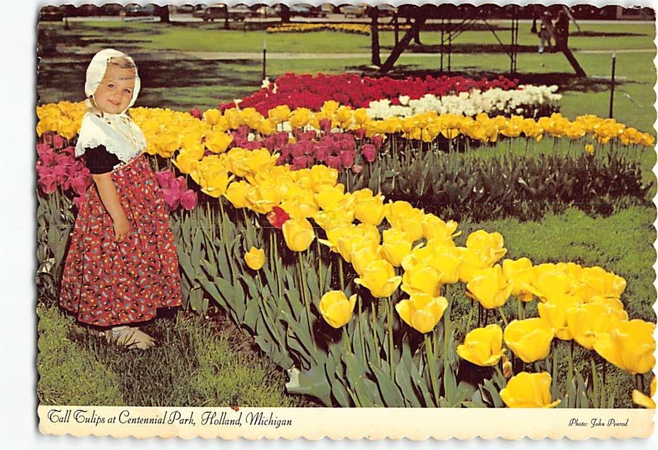 Postcard Tall Tulips Centennial Park Holland Michigan USA