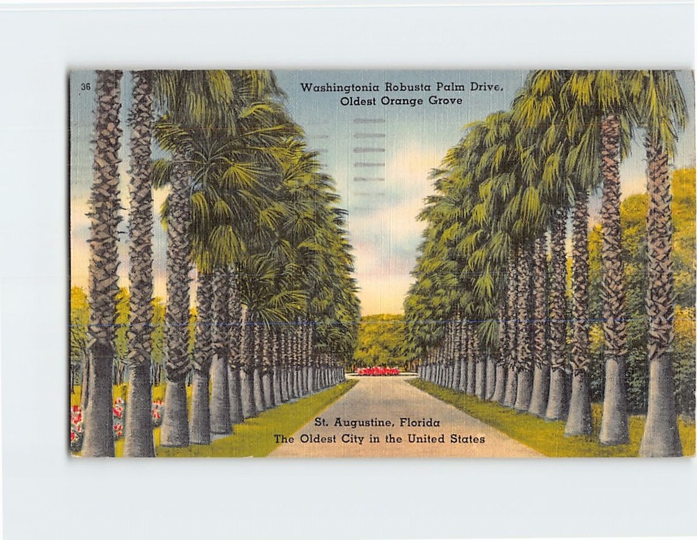Postcard Washingtonia Robusta Palm Drive Orange Grove St. Augustine Florida USA