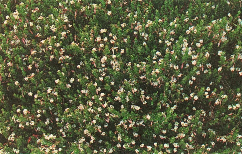 Postcard - Cranberry Bogs, Ocean Spray Cranberries Inc - Hanson Massachusetts MA