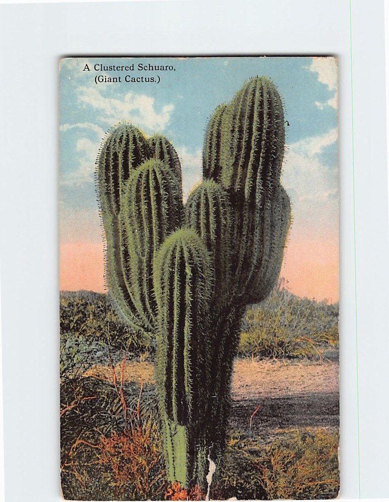 Postcard A Clustered Schuaro (Giant Cactus)