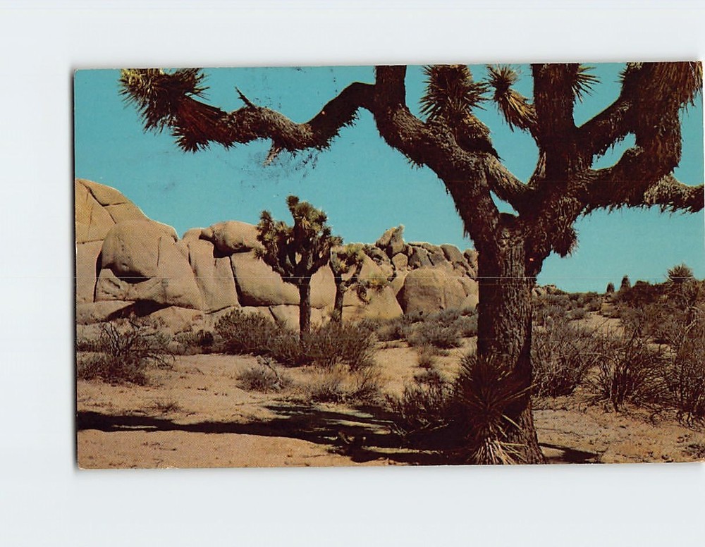 Postcard Joshua Trees on the Desert