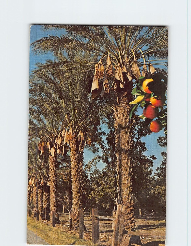 Postcard Picturesque Date Palms Indio California USA