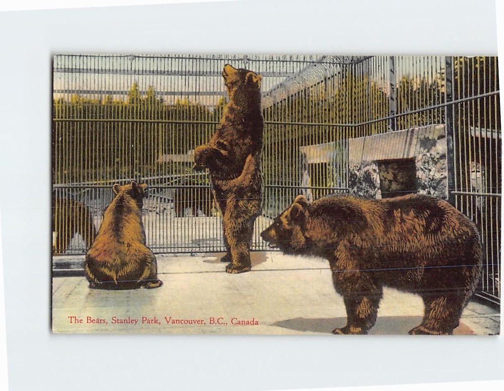 Postcard The Bears Stanley Park Vancouver British Columbia Canada