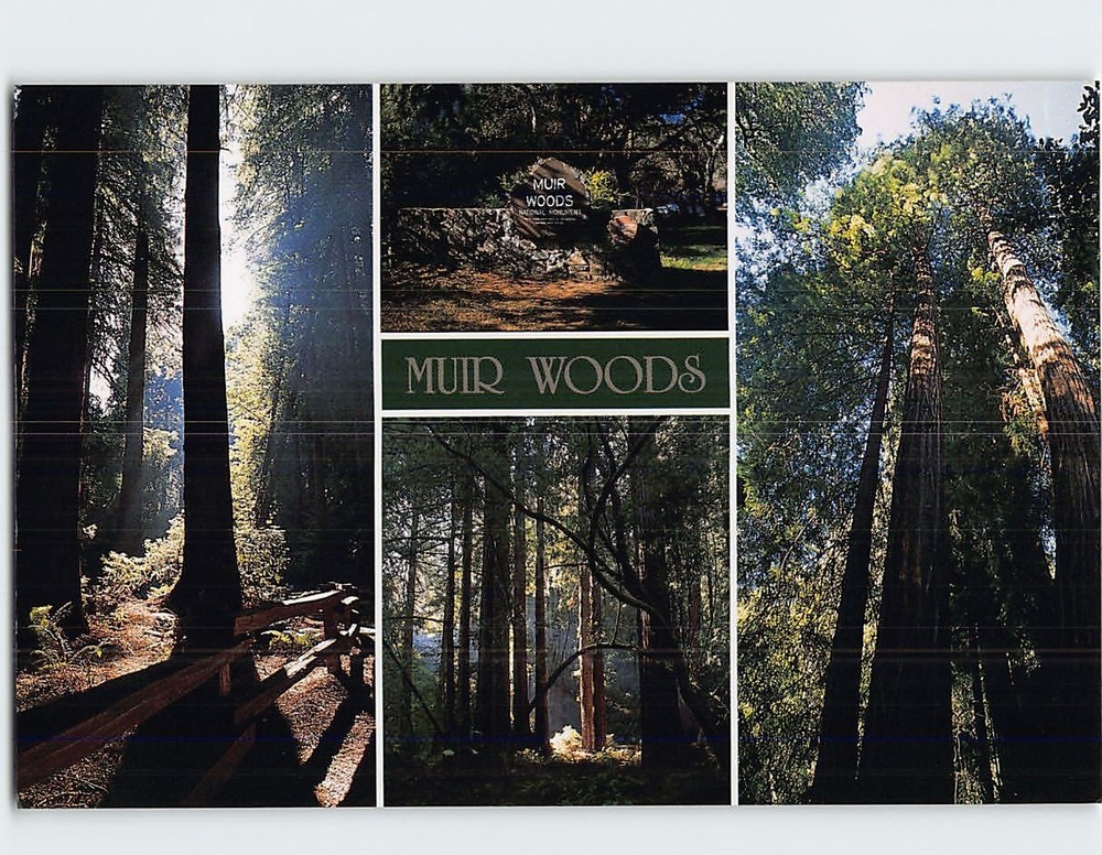 Postcard Muir Woods National Monument Mill Valley California USA