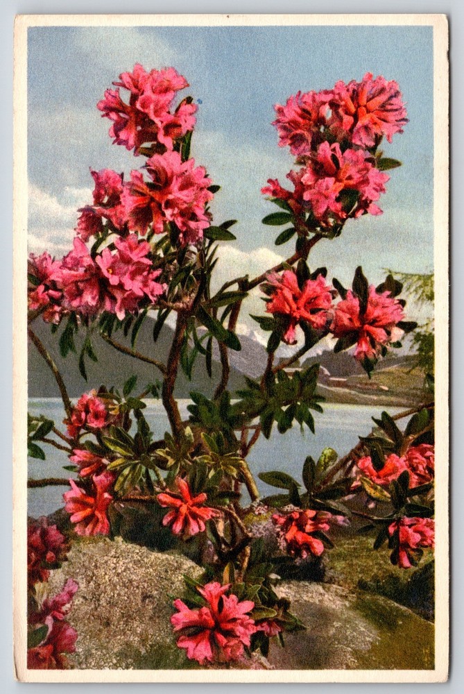 Flowers~Rusty Leaved Alpine Rose In Mtns~Printed In Switzerland~Vintage Postcard