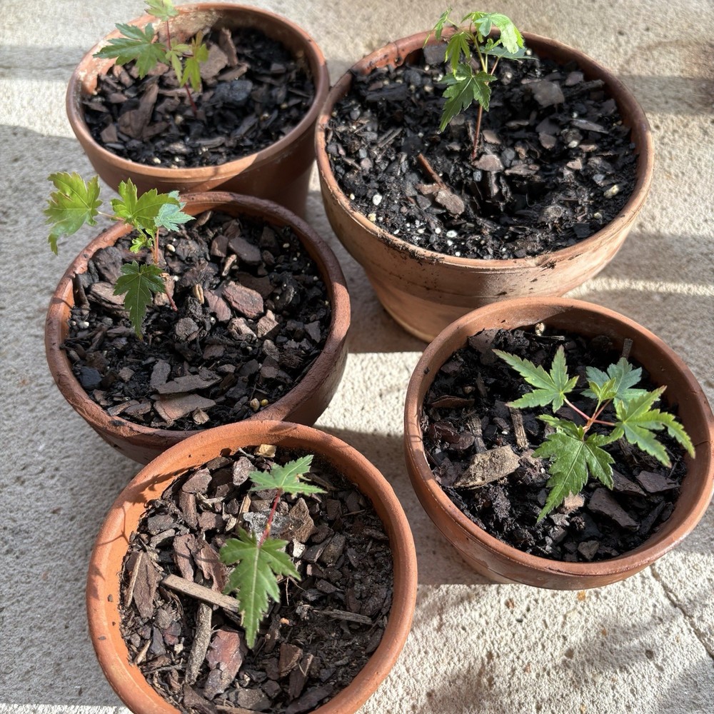Baby Japanese Maple Seedlings