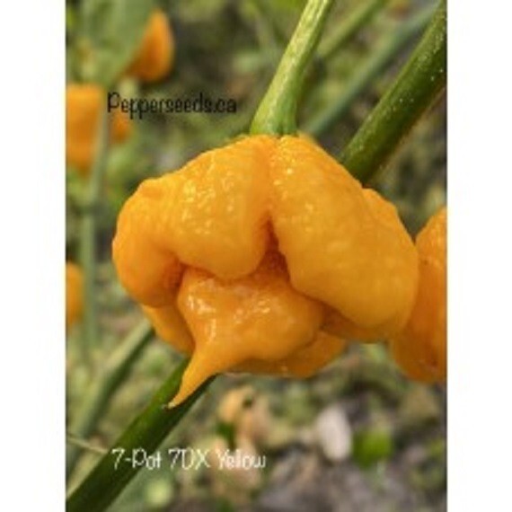 25 SEEDS  7DX Yellow Pepper Seeds   Garden  Healthy Planting