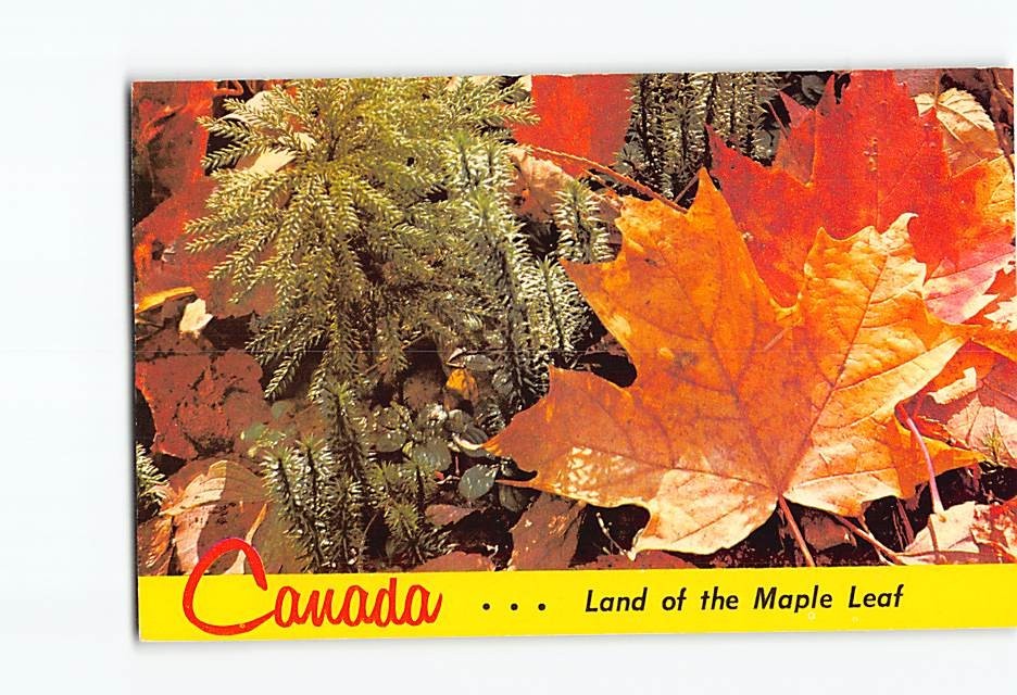 Postcard Land of the Maple Leaf Canada North America