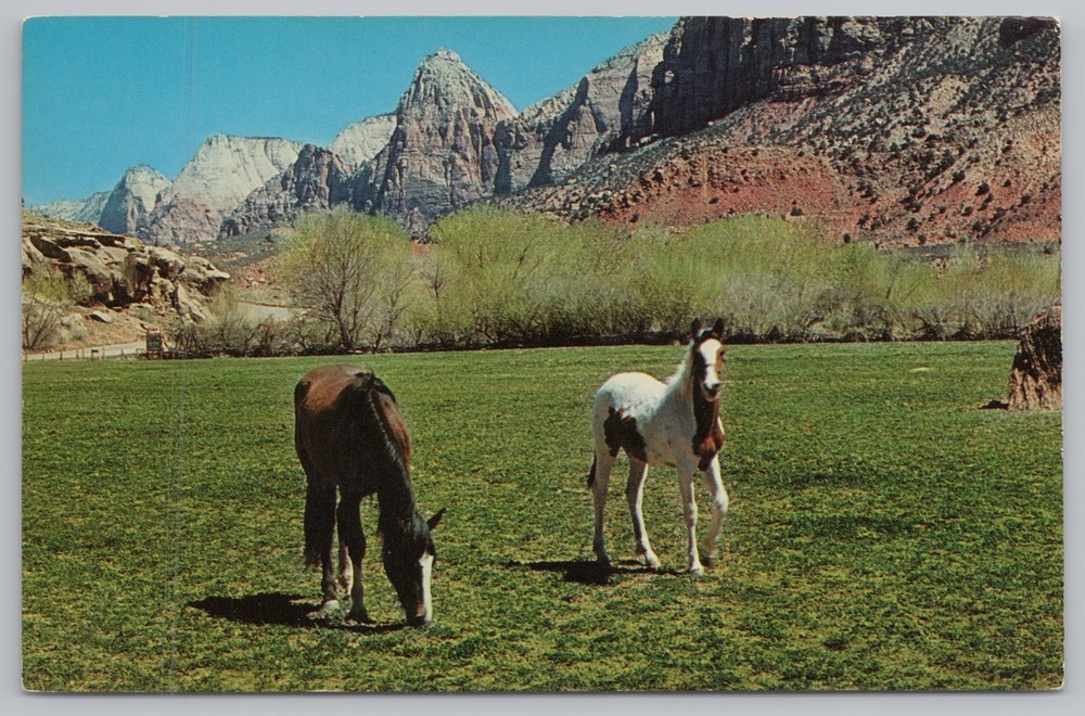 Animal~Horses on Western Range~Mountains Bkgd~Vintage Postcard