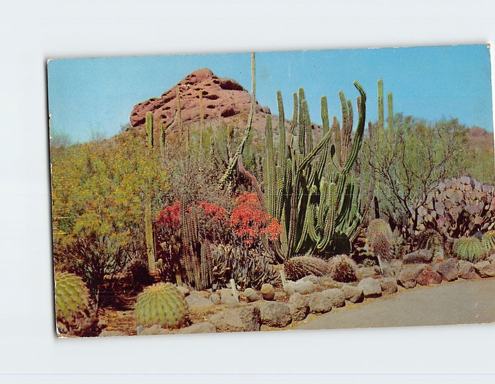 Postcard In Desert Botanical Garden Arizona USA
