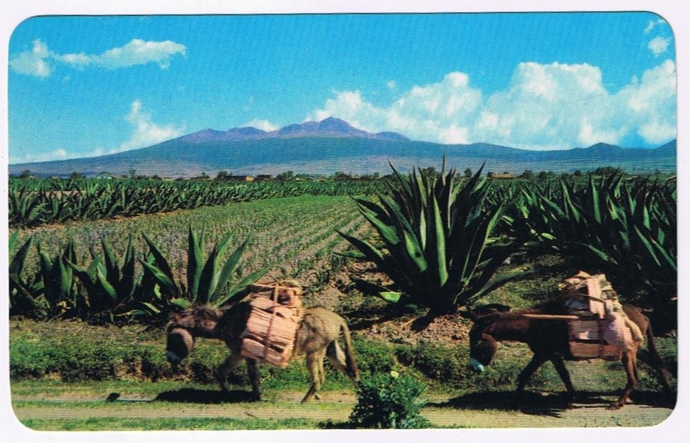Postcard Mexico Burros Magueys & High Mountains