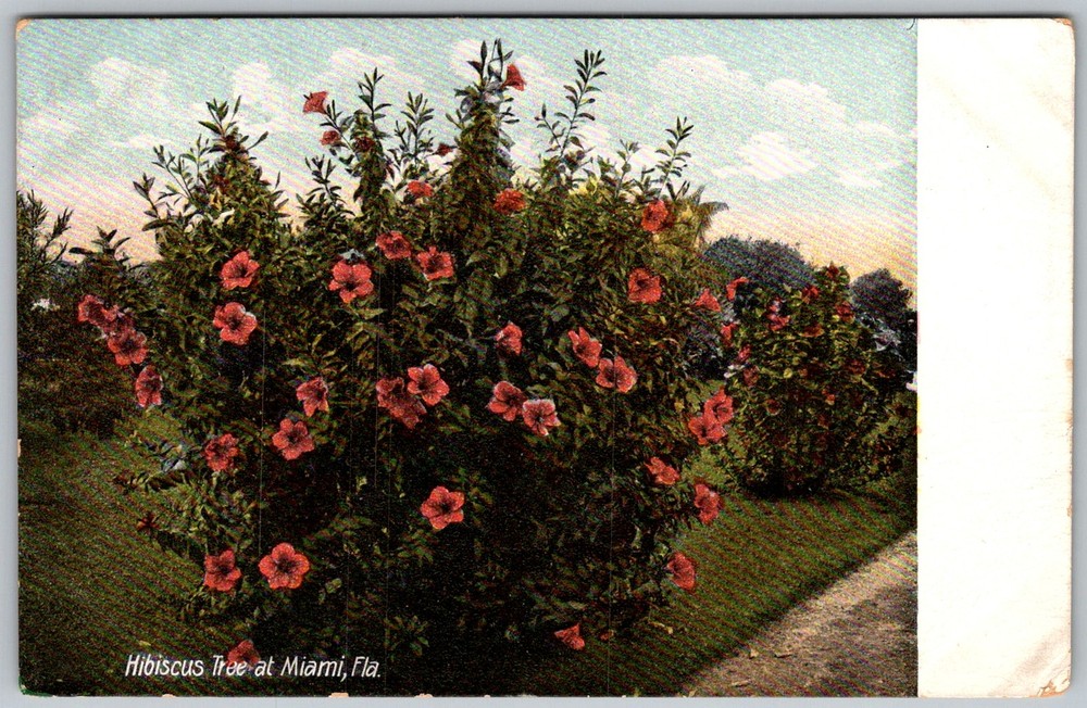 Antique Postcard Hibiscus Tree Flowering Bush Miami, FL 1910s