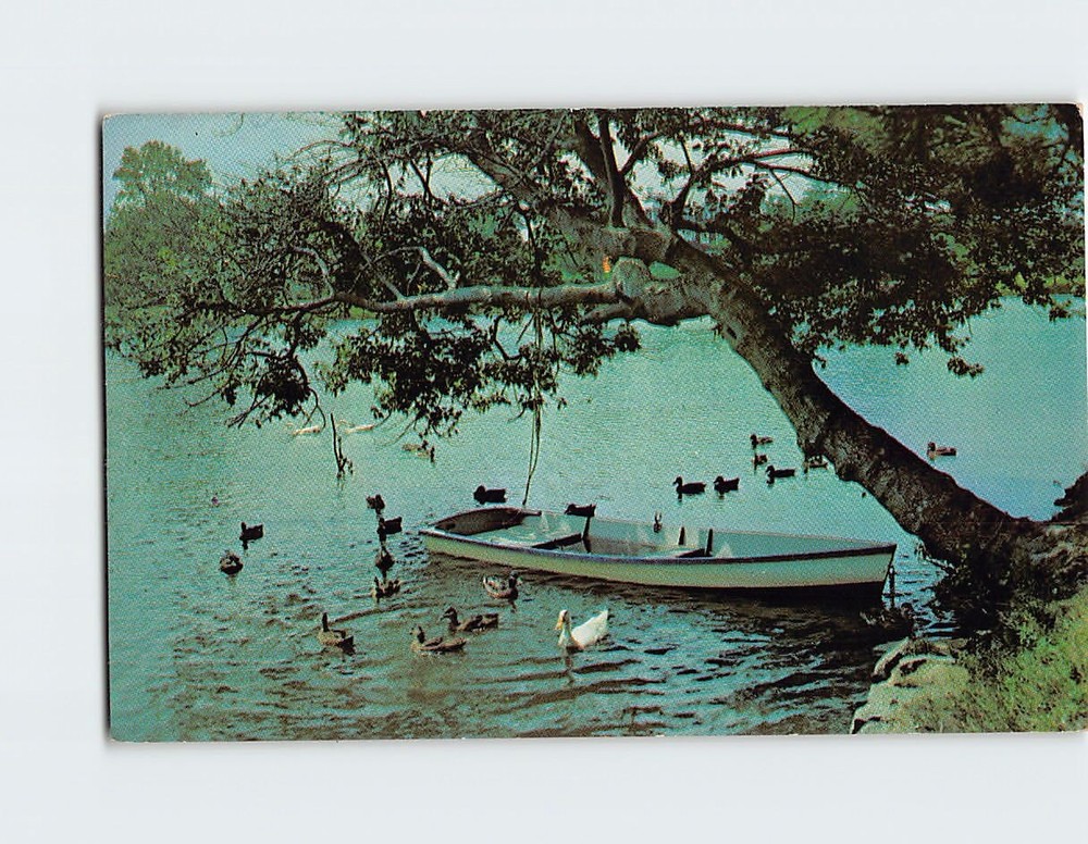 Postcard Lake Scene with Row Boat and Ducks
