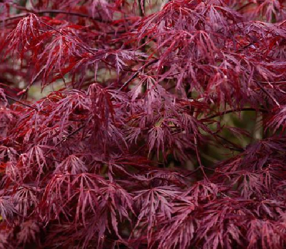 5 Seeds Maple Japanese - Acer Palmatum Dissectum Garnet - Atropurpureum-image