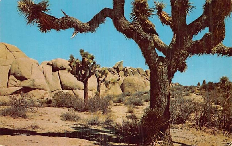 Postcard CA: Joshua Trees in the Desert, Southern California, Vintage