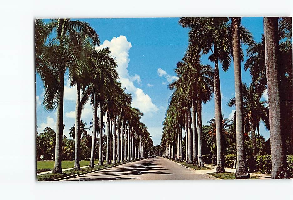 Postcard Royal Palms McGregor Boulevard Fort Myers Florida USA
