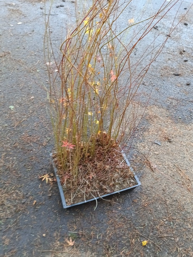 Flat Of Acer Palmatum Seedlings W/O The Flat-image