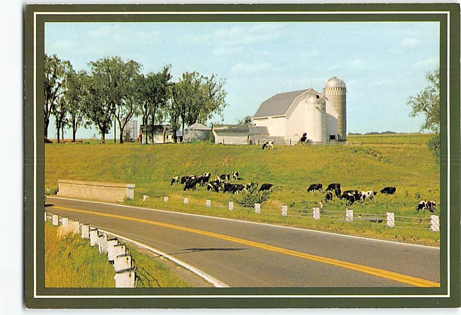 Postcard Cattles Grazing Farm Scene