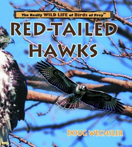 Red-Tailed Hawks (Really Wild Life of Birds of Prey) by Wechsler, Doug, Acceptab