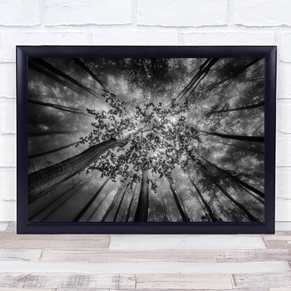 Forest Views Fog Mist Trees Foggy Tree Trunk Beech Wall Art Print