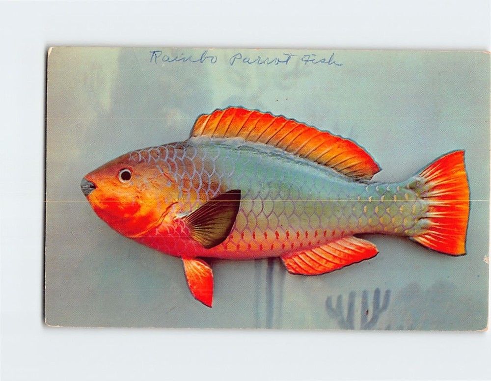 Postcard Rainbow Parrot Fish