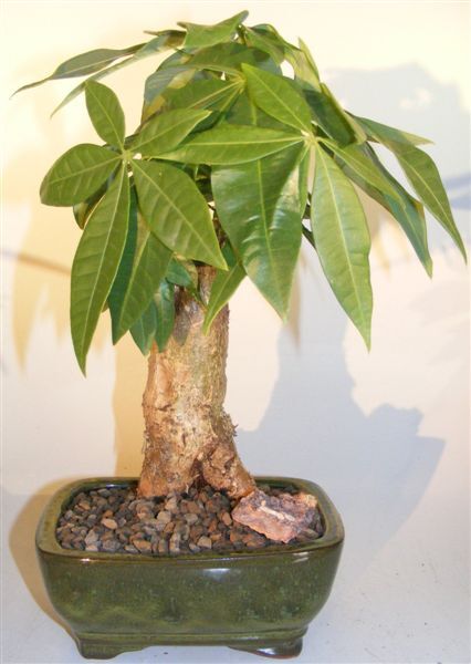 Aquatica Pachira Bonsai Tree Live Stump Style Indoor Feng Shui Money Tree 8