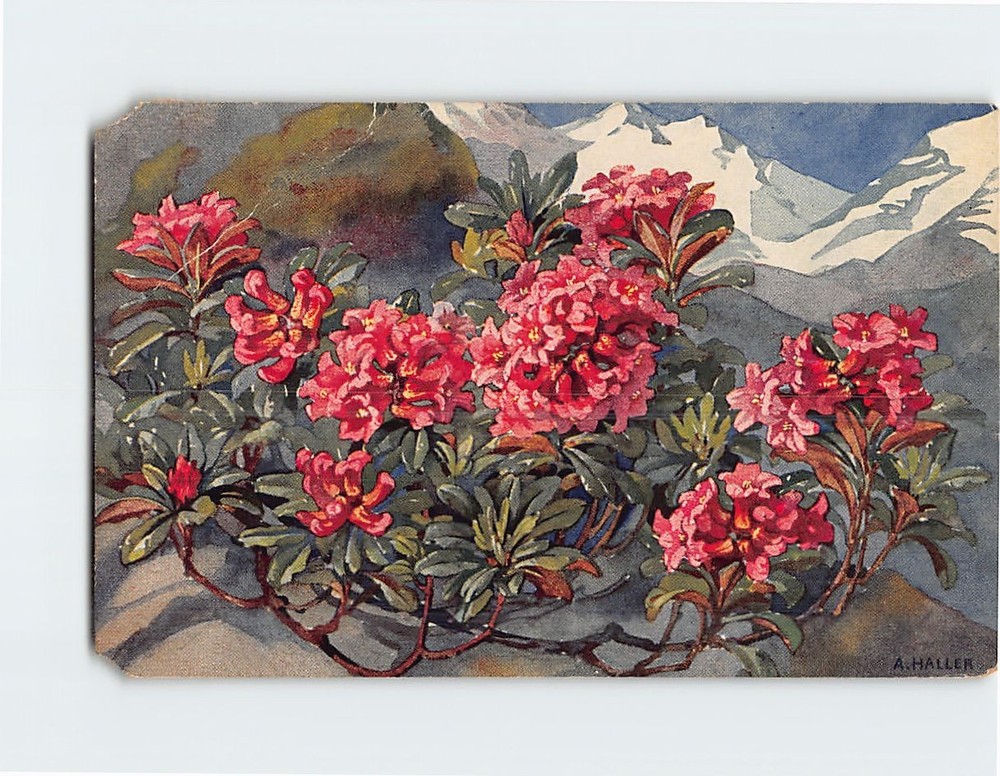 Postcard Flowers & Snow-capped Mountains Art Print