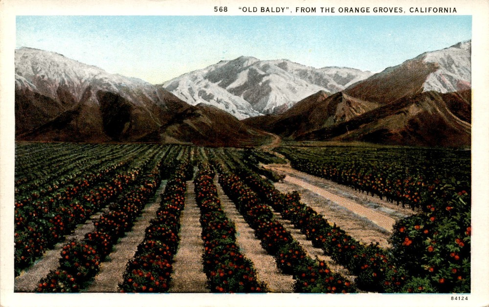 OLD BALDY, ORANGE GROVES, CALIFORNIA, WESTERN PUBLISHING Postcard