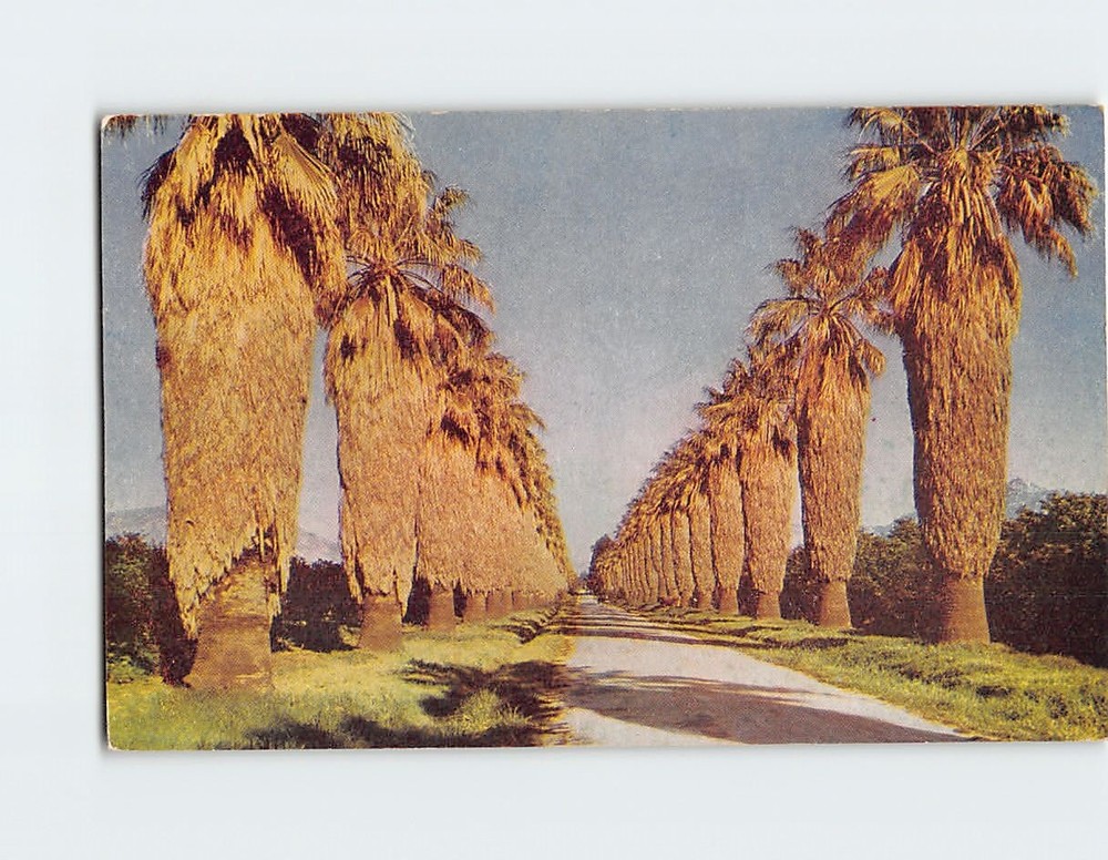 Postcard Palm Drive In Riverside California