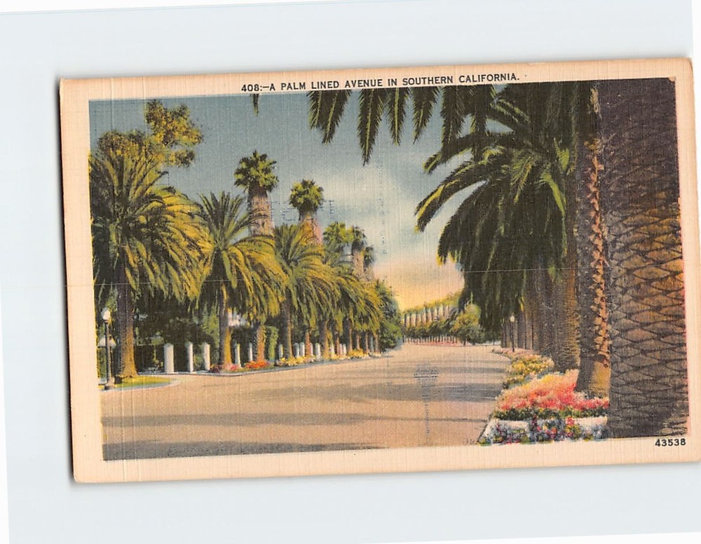 Postcard A Palm Lined Avenue Southern California USA