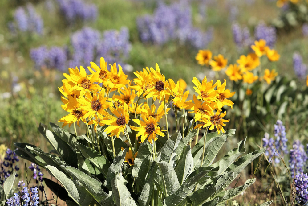 50 ARROWLEAF BALSAMROOT Oregon Sunflower Balsamorhiza Sagittata Flower Seeds