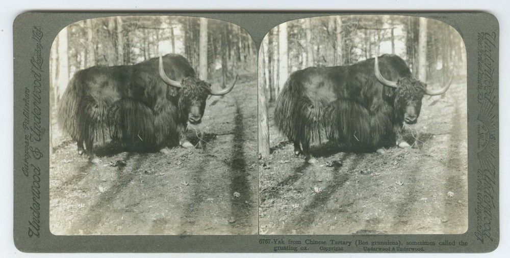 D1309~ Chinese YAK In Wild –  c.1920 Stereoview - Underwood