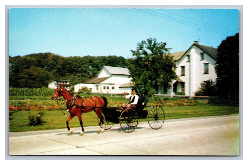 Lancaster, PA Pennsylvania, Amish Dutch Country, Bachelor Buggy, Horse Postcard