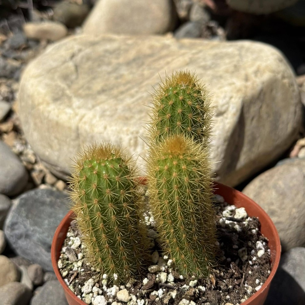 Hildewintera aurispina 'Golden Rat Tail'