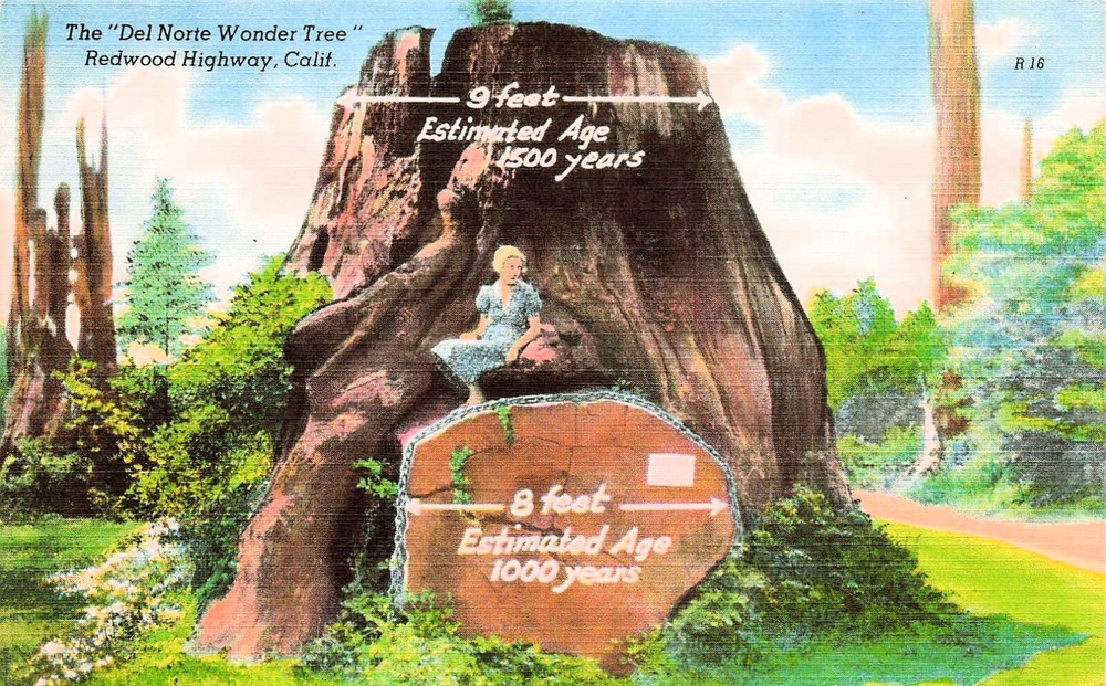Fort Dick CA California Del Norte Wonder Giant Tree Stump Road Vtg Postcard E2