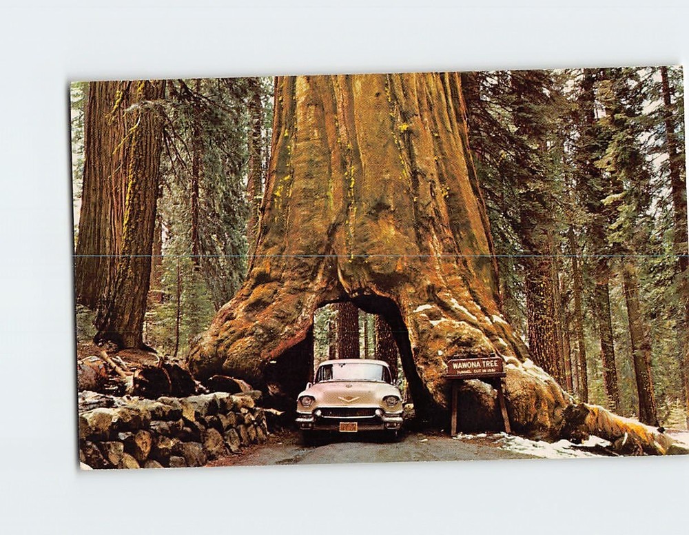 Postcard Wawona Tunnel Tree Yosemite National Park California USA