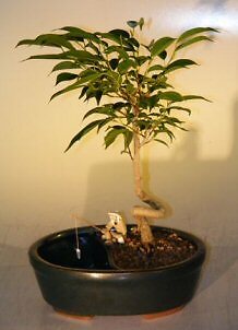 Ficus Bonsai Tree Orientalis Water Pot Coiled Trunk Easy To Grow 6 yo 13