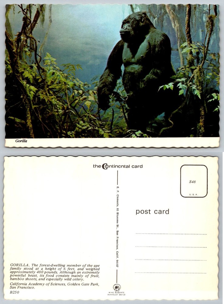 Gorilla California Academy of Sciences San Francisco Postcard B250-image