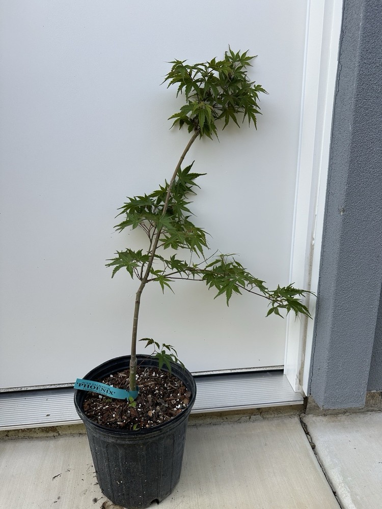 1 Gallon - Acer palmatum 'Phoenix’ Japanese maple-image