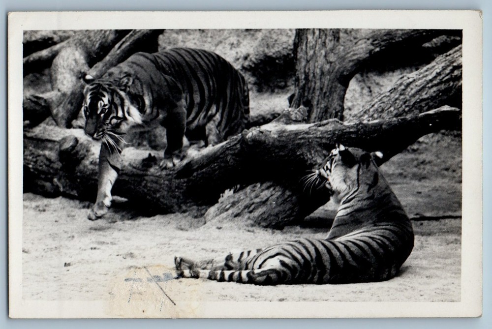 Munich Bavaria Germany Postcard Hellabrunn Zoo King's Tiger c1920's RPPC Photo