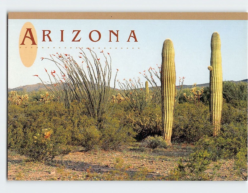 Postcard Ocotillo in Bloom Next to Giant Saguaros Arizona USA