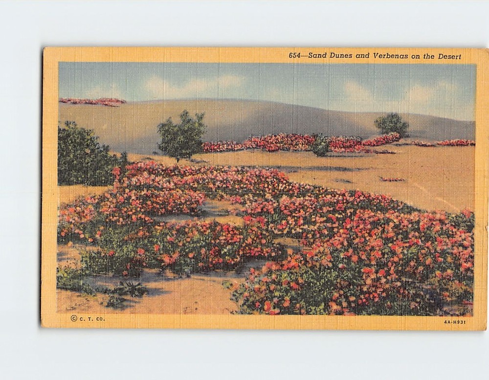 Postcard Sand Dunes and Verbenas on the Desert