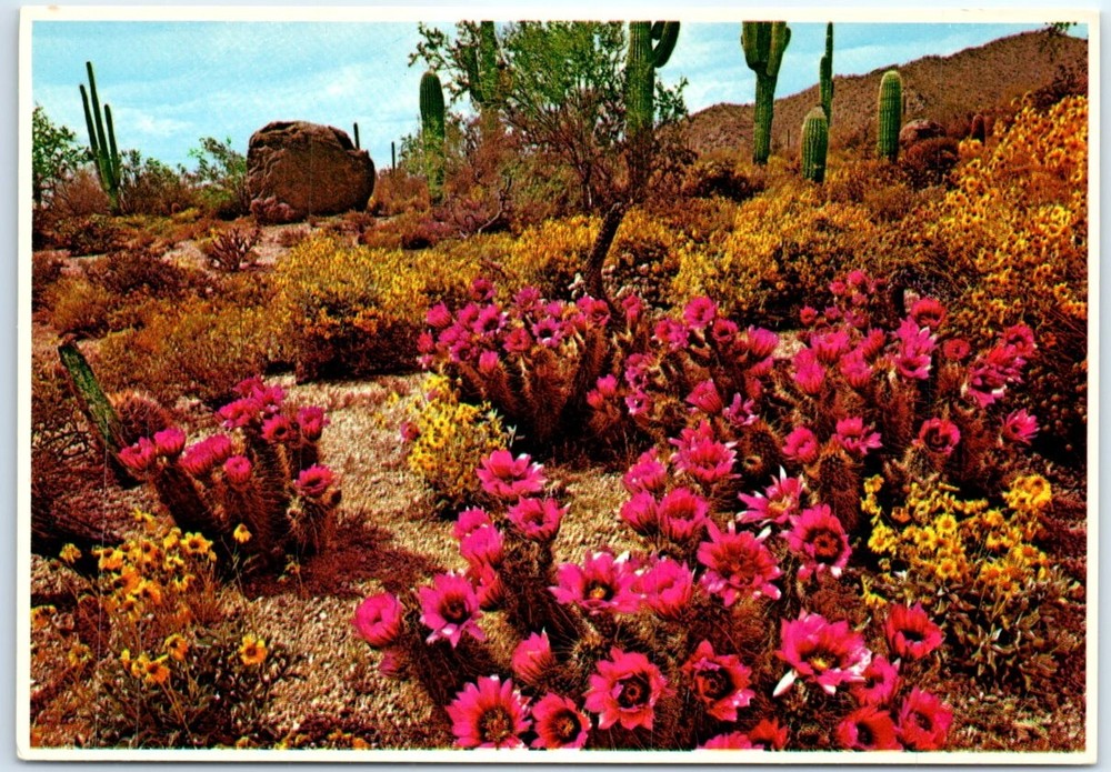 Postcard - Spring In The Heart Of Desertland